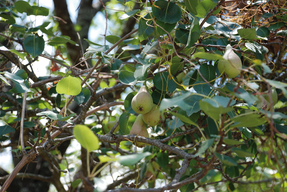 To Pluck at Will: Fruit Trees in Common Property
